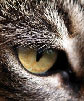 20070223173209-lince.jpg