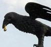 20100926230556-pajaro.jpg